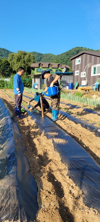 마늘7336님의 배추 · 영농일지 작성글 사진