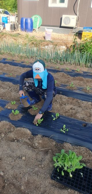 마늘7336님의 배추 · 영농일지 작성글 사진