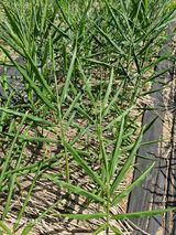 팜모닝 기타작물·영농일지 게시글 이미지