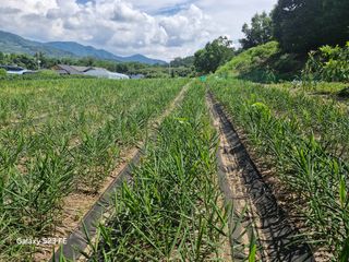 연상수님의 기타작물 · 영농일지 작성글 사진