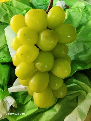 조현국님의 포도 · 영농일지 작성글 사진