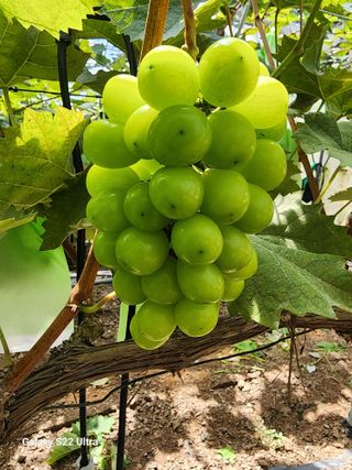 조현국님의 포도 · 영농일지 작성글 사진