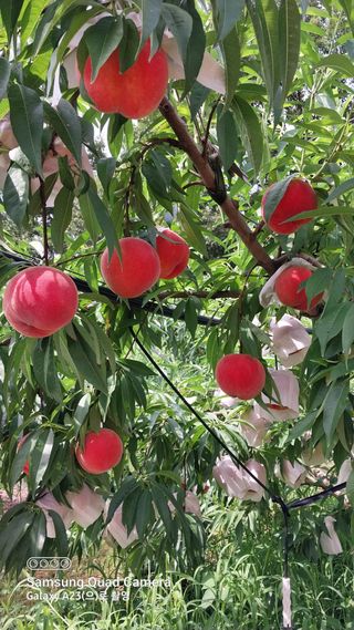 안숙자님의 👍팜이웃 칭찬해요! · 참여글 작성글 사진