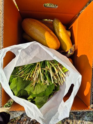 권경님의 오이 · 영농일지 작성글 사진