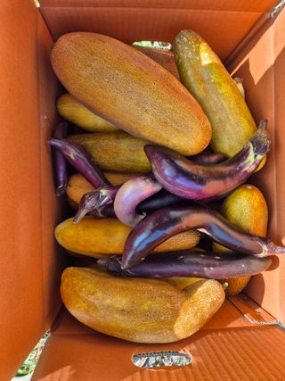 권경님의 오이 · 영농일지 작성글 사진