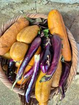 팜모닝 오이·영농일지 게시글 이미지