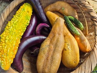 권경님의 오이 · 영농일지 작성글 사진