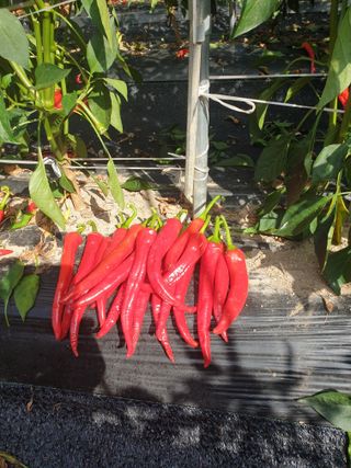 고추29286님의 👍팜이웃 칭찬해요! · 참여글 작성글 사진