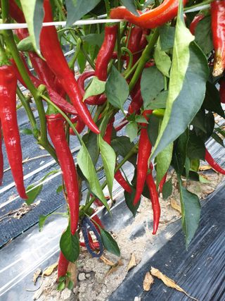 고추29286님의 👍팜이웃 칭찬해요! · 참여글 작성글 사진