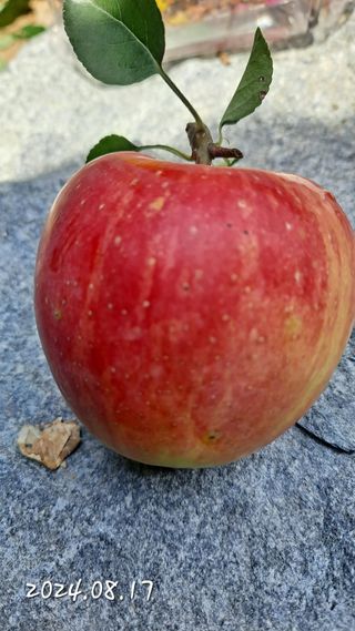 김성환님의 사과 · 영농일지 작성글 사진