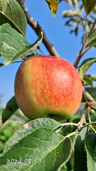 김성환님의 사과 · 영농일지 작성글 사진