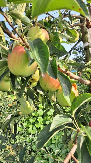 김성환님의 사과 · 영농일지 작성글 사진