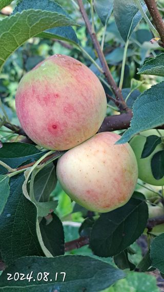 김성환님의 사과 · 영농일지 작성글 사진