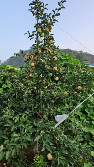 김성환님의 사과 · 영농일지 작성글 사진