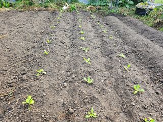 솔바람 님의 배추 · 영농일지 작성글 사진