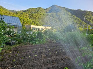 솔바람 님의 배추 · 영농일지 작성글 사진