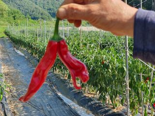 금은숙님의 고추 · 영농일지 작성글 사진