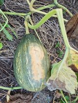 팜모닝 자유주제·자유게시판 게시글 이미지