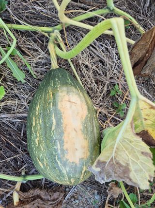 어영식님의 자유주제 · 자유게시판 작성글 사진