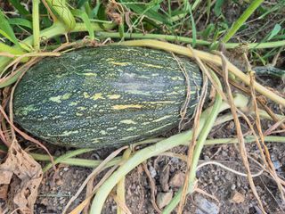 어영식님의 자유주제 · 자유게시판 작성글 사진