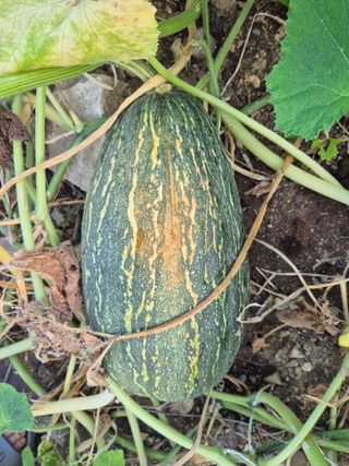 어영식님의 자유주제 · 자유게시판 작성글 사진