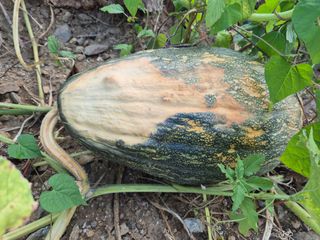 어영식님의 자유주제 · 자유게시판 작성글 사진