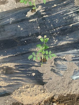 안하늘님의 토마토 · 일상 작성글 사진