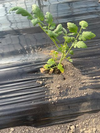 안하늘님의 토마토 · 일상 작성글 사진