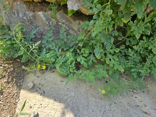 정정애님의 자유주제 · 사진전 작성글 사진