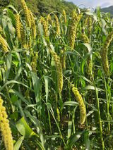 팜모닝 자유주제·자유게시판 게시글 이미지