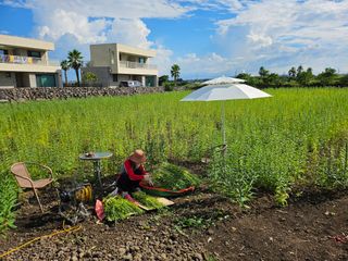 제주님의 참깨 · 영농일지 작성글 사진