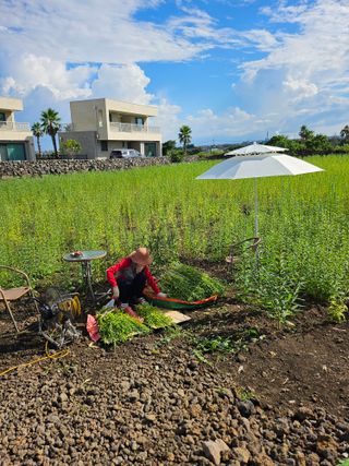제주님의 참깨 · 영농일지 작성글 사진