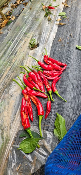 포도6173님의 고추 · 영농일지 작성글 사진