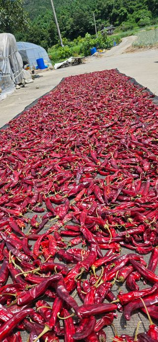 포도6173님의 고추 · 영농일지 작성글 사진