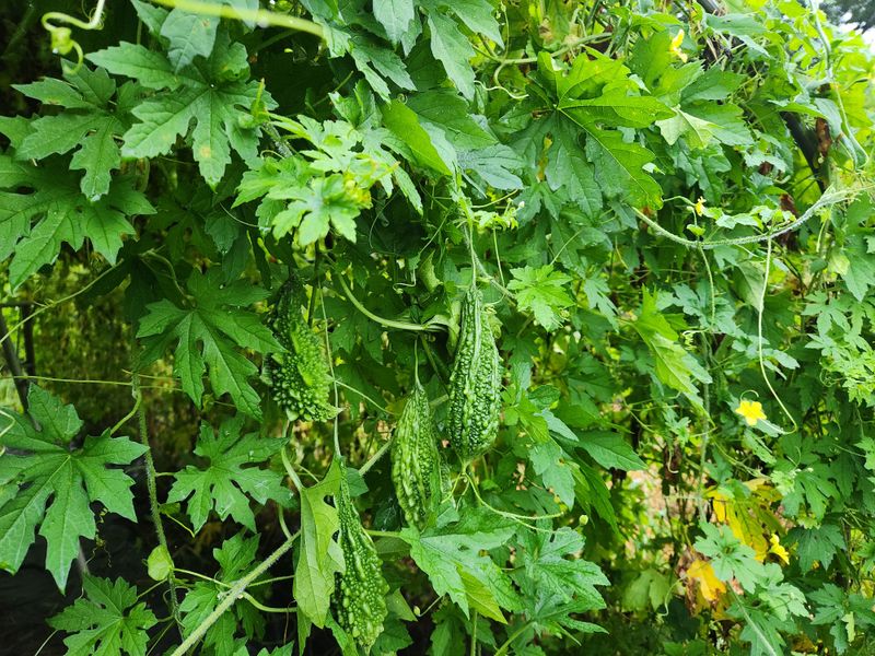 장터 상품 [여주.1키로] 썸네일