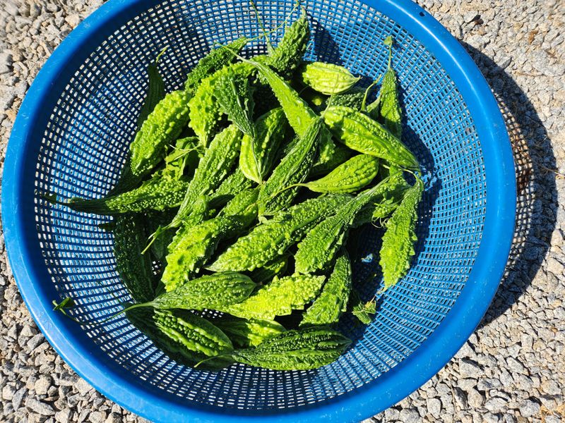 오이20125님의 장터 판매 상품 [여주.1키로] 첨부 사진