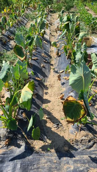 서완수님의 농사, 무엇이든 물어보세요! · 참여글 작성글 사진