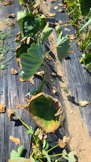 서완수님의 농사, 무엇이든 물어보세요! · 참여글 작성글 사진