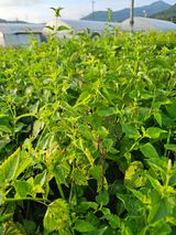 팜모닝 기타작물·병해충상담 게시글 이미지