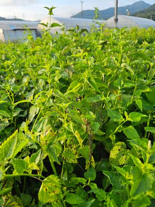 문철상님의 기타작물 · 병해충상담 작성글 사진