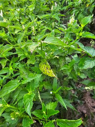 문철상님의 기타작물 · 병해충상담 작성글 사진