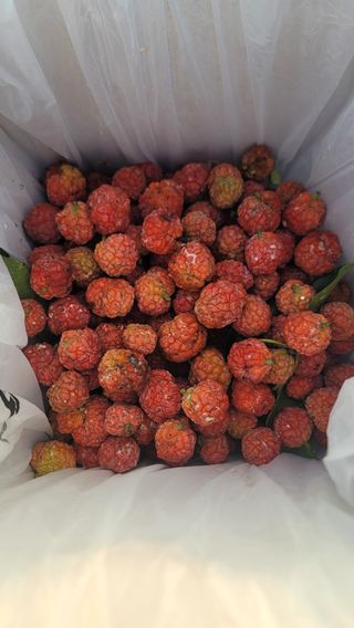 차여사농원 머슴님의 자유주제 · 자유게시판 작성글 사진