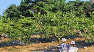 차여사농원 머슴님의 자유주제 · 자유게시판 작성글 사진