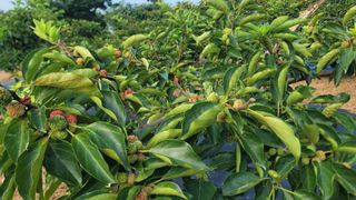 차여사농원 머슴님의 자유주제 · 자유게시판 작성글 사진