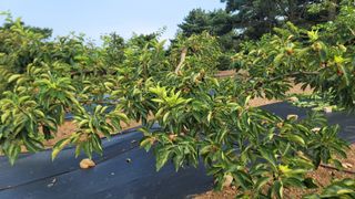 차여사농원 머슴님의 자유주제 · 자유게시판 작성글 사진