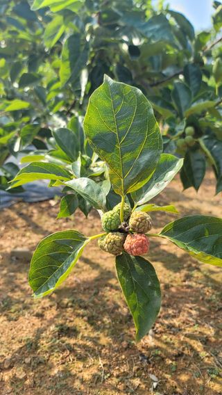 차여사농원 머슴님의 자유주제 · 자유게시판 작성글 사진