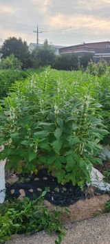 팜모닝 참깨·영농일지 게시글 이미지