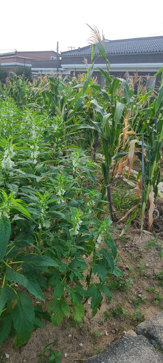 오경주님의 참깨 · 영농일지 작성글 사진