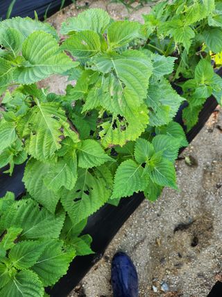 유명상님의 농사, 무엇이든 물어보세요! · 참여글 작성글 사진