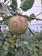 팜모닝 사과·병해충상담 게시글 이미지